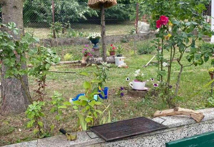 Planinska Ruza