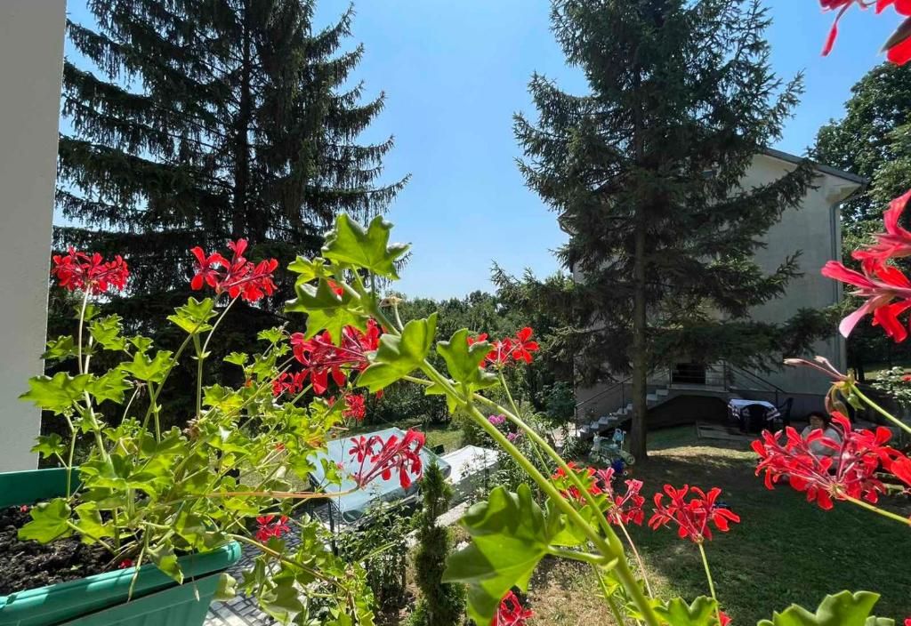 Planinska Ruza