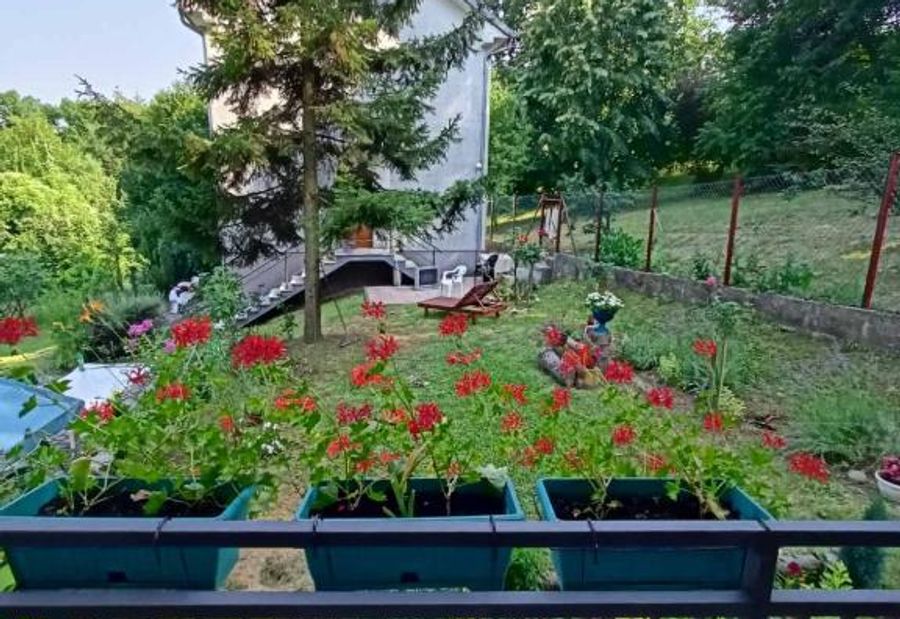Planinska Ruza