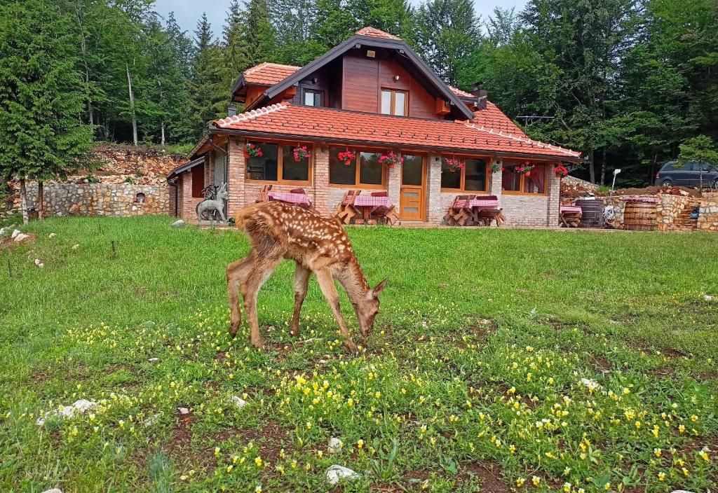 Kod Popaja