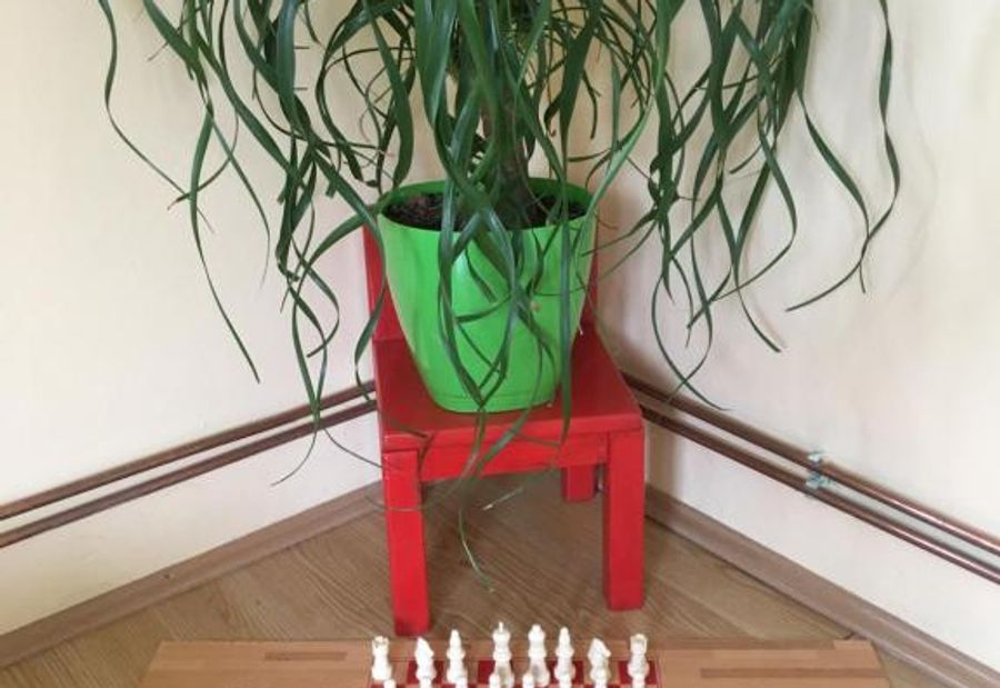 Zvezdica