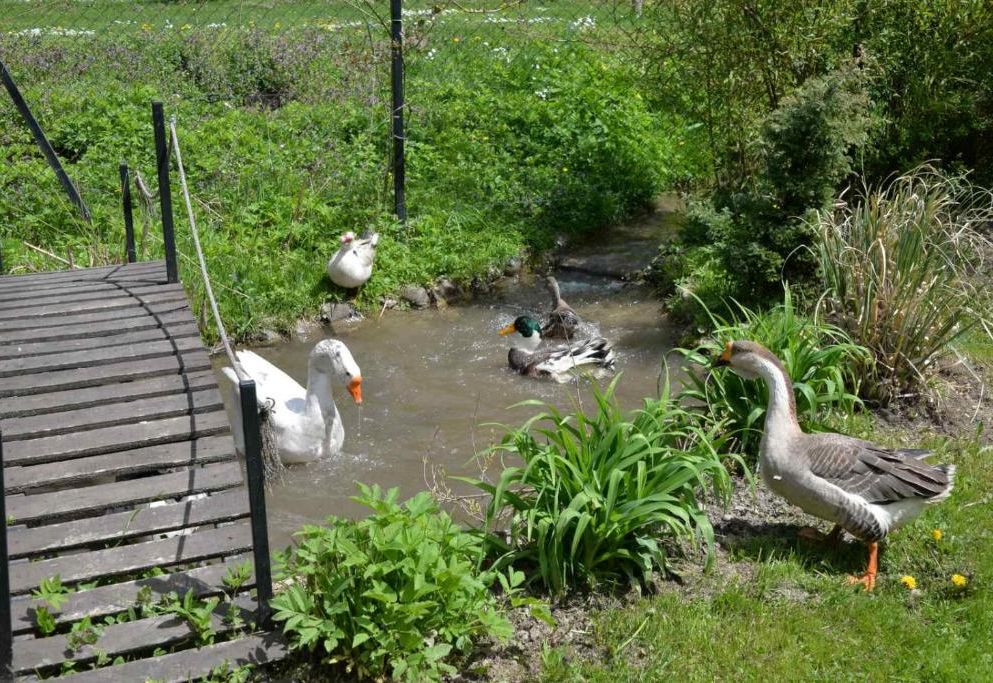 Etno selo Avlija - seosko turističko domaćinstvo